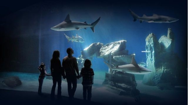 visitare l'acquario di Genova